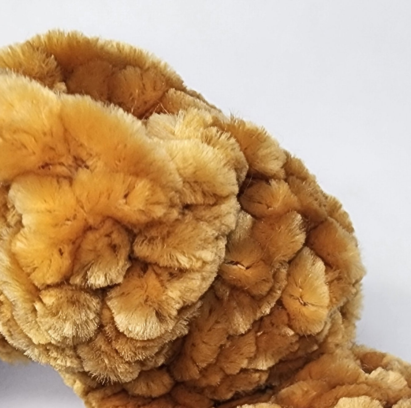 Velvet Hair Scrunchie - Notre Dame